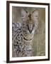 Serval (Felis Serval), Masai Mara National Reserve, Kenya, East Africa, Africa-James Hager-Framed Photographic Print