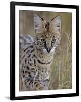 Serval (Felis Serval), Masai Mara National Reserve, Kenya, East Africa, Africa-James Hager-Framed Photographic Print