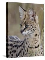 Serval (Felis Serval), Masai Mara National Reserve, Kenya, East Africa, Africa-James Hager-Stretched Canvas