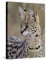 Serval (Felis Serval), Masai Mara National Reserve, Kenya, East Africa, Africa-James Hager-Stretched Canvas