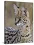 Serval (Felis Serval), Masai Mara National Reserve, Kenya, East Africa, Africa-James Hager-Stretched Canvas