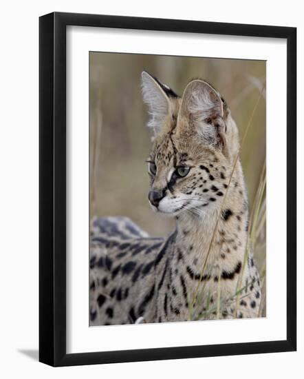 Serval (Felis Serval), Masai Mara National Reserve, Kenya, East Africa, Africa-James Hager-Framed Photographic Print