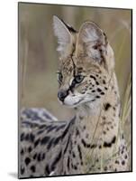 Serval (Felis Serval), Masai Mara National Reserve, Kenya, East Africa, Africa-James Hager-Mounted Photographic Print