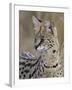 Serval (Felis Serval), Masai Mara National Reserve, Kenya, East Africa, Africa-James Hager-Framed Photographic Print