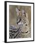 Serval (Felis Serval), Masai Mara National Reserve, Kenya, East Africa, Africa-James Hager-Framed Photographic Print