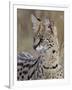 Serval (Felis Serval), Masai Mara National Reserve, Kenya, East Africa, Africa-James Hager-Framed Photographic Print