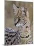 Serval (Felis Serval), Masai Mara National Reserve, Kenya, East Africa, Africa-James Hager-Mounted Photographic Print