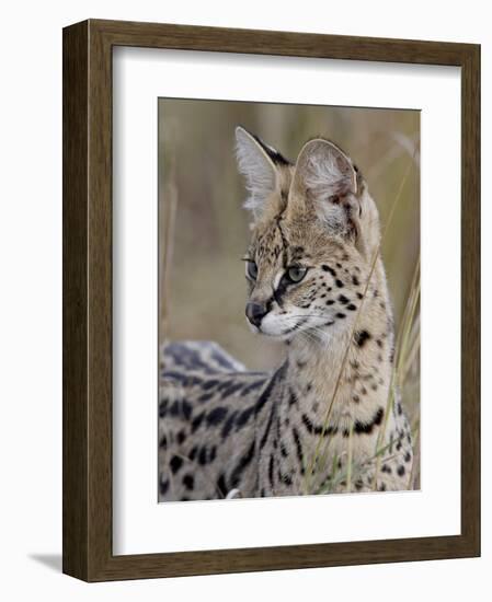 Serval (Felis Serval), Masai Mara National Reserve, Kenya, East Africa, Africa-James Hager-Framed Photographic Print