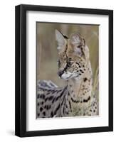 Serval (Felis Serval), Masai Mara National Reserve, Kenya, East Africa, Africa-James Hager-Framed Photographic Print