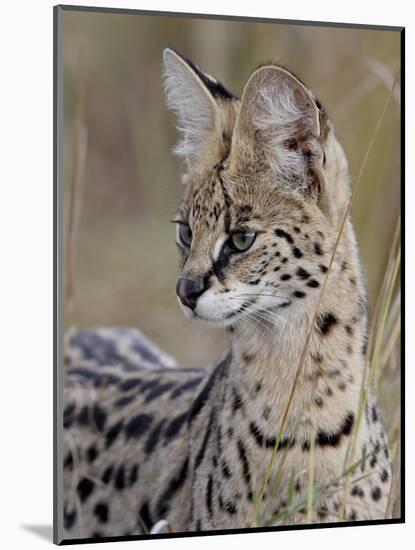 Serval (Felis Serval), Masai Mara National Reserve, Kenya, East Africa, Africa-James Hager-Mounted Photographic Print