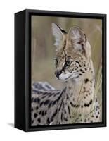 Serval (Felis Serval), Masai Mara National Reserve, Kenya, East Africa, Africa-James Hager-Framed Stretched Canvas