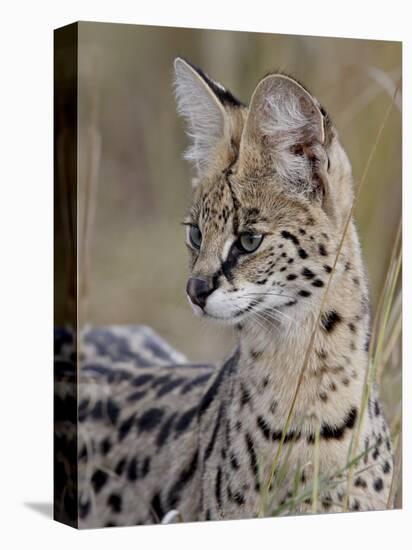 Serval (Felis Serval), Masai Mara National Reserve, Kenya, East Africa, Africa-James Hager-Stretched Canvas