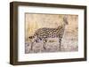 Serval Hunting-Jeffrey C. Sink-Framed Photographic Print