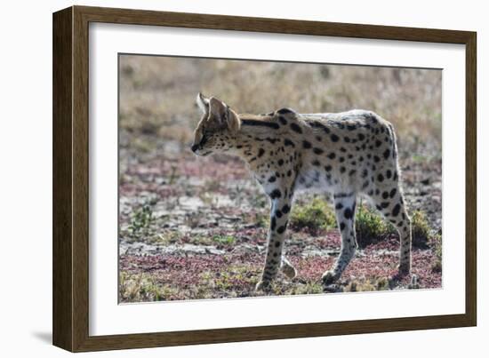 Serval (Leptailurus serval), Ndutu, Ngorongoro Conservation Area, Serengeti, Tanzania.-Sergio Pitamitz-Framed Photographic Print