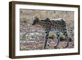 Serval (Leptailurus serval), Ndutu, Ngorongoro Conservation Area, Serengeti, Tanzania.-Sergio Pitamitz-Framed Photographic Print