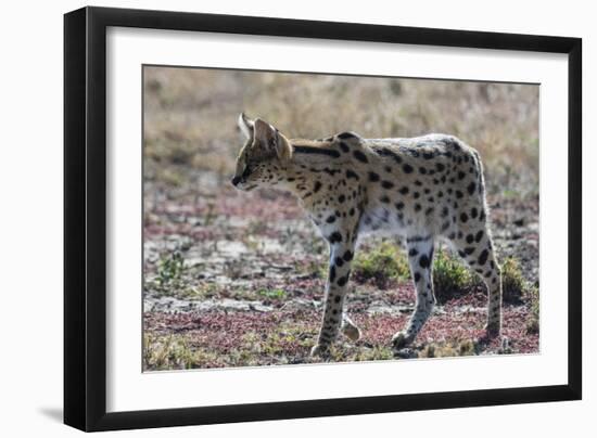 Serval (Leptailurus serval), Ndutu, Ngorongoro Conservation Area, Serengeti, Tanzania.-Sergio Pitamitz-Framed Photographic Print