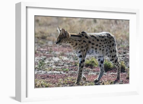 Serval (Leptailurus serval), Ndutu, Ngorongoro Conservation Area, Serengeti, Tanzania.-Sergio Pitamitz-Framed Photographic Print