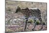 Serval (Leptailurus serval), Ndutu, Ngorongoro Conservation Area, Serengeti, Tanzania.-Sergio Pitamitz-Mounted Photographic Print