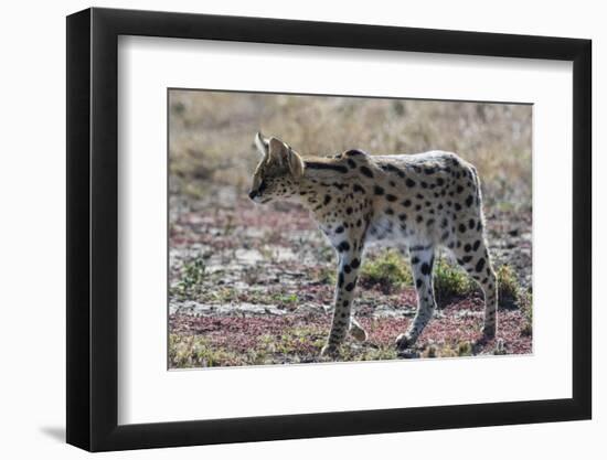 Serval (Leptailurus serval), Ndutu, Ngorongoro Conservation Area, Serengeti, Tanzania.-Sergio Pitamitz-Framed Photographic Print