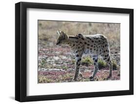 Serval (Leptailurus serval), Ndutu, Ngorongoro Conservation Area, Serengeti, Tanzania.-Sergio Pitamitz-Framed Photographic Print