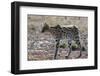 Serval (Leptailurus serval), Ndutu, Ngorongoro Conservation Area, Serengeti, Tanzania.-Sergio Pitamitz-Framed Photographic Print