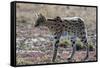 Serval (Leptailurus serval), Ndutu, Ngorongoro Conservation Area, Serengeti, Tanzania.-Sergio Pitamitz-Framed Stretched Canvas