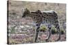 Serval (Leptailurus serval), Ndutu, Ngorongoro Conservation Area, Serengeti, Tanzania.-Sergio Pitamitz-Stretched Canvas