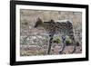 Serval (Leptailurus serval), Ndutu, Ngorongoro Conservation Area, Serengeti, Tanzania.-Sergio Pitamitz-Framed Photographic Print