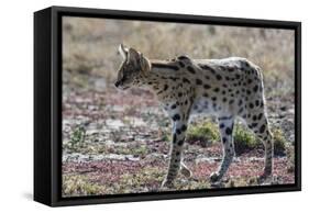 Serval (Leptailurus serval), Ndutu, Ngorongoro Conservation Area, Serengeti, Tanzania.-Sergio Pitamitz-Framed Stretched Canvas