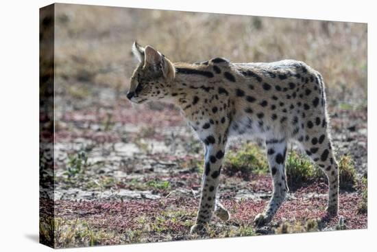 Serval (Leptailurus serval), Ndutu, Ngorongoro Conservation Area, Serengeti, Tanzania.-Sergio Pitamitz-Stretched Canvas