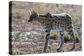 Serval (Leptailurus serval), Ndutu, Ngorongoro Conservation Area, Serengeti, Tanzania.-Sergio Pitamitz-Stretched Canvas