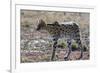 Serval (Leptailurus serval), Ndutu, Ngorongoro Conservation Area, Serengeti, Tanzania.-Sergio Pitamitz-Framed Photographic Print