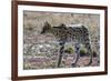 Serval (Leptailurus serval), Ndutu, Ngorongoro Conservation Area, Serengeti, Tanzania.-Sergio Pitamitz-Framed Photographic Print