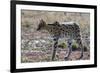 Serval (Leptailurus serval), Ndutu, Ngorongoro Conservation Area, Serengeti, Tanzania.-Sergio Pitamitz-Framed Photographic Print