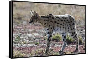 Serval (Leptailurus serval), Ndutu, Ngorongoro Conservation Area, Serengeti, Tanzania.-Sergio Pitamitz-Framed Stretched Canvas