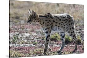 Serval (Leptailurus serval), Ndutu, Ngorongoro Conservation Area, Serengeti, Tanzania.-Sergio Pitamitz-Stretched Canvas