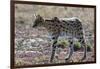 Serval (Leptailurus serval), Ndutu, Ngorongoro Conservation Area, Serengeti, Tanzania.-Sergio Pitamitz-Framed Photographic Print