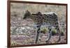 Serval (Leptailurus serval), Ndutu, Ngorongoro Conservation Area, Serengeti, Tanzania.-Sergio Pitamitz-Framed Photographic Print