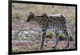 Serval (Leptailurus serval), Ndutu, Ngorongoro Conservation Area, Serengeti, Tanzania.-Sergio Pitamitz-Framed Photographic Print