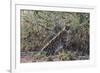 Serval (Leptailurus serval), Ndutu, Ngorongoro Conservation Area, Serengeti, Tanzania.-Sergio Pitamitz-Framed Photographic Print