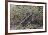 Serval (Leptailurus serval), Ndutu, Ngorongoro Conservation Area, Serengeti, Tanzania.-Sergio Pitamitz-Framed Photographic Print