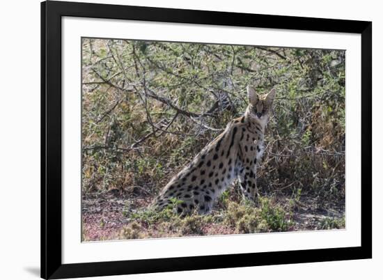 Serval (Leptailurus serval), Ndutu, Ngorongoro Conservation Area, Serengeti, Tanzania.-Sergio Pitamitz-Framed Photographic Print