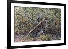 Serval (Leptailurus serval), Ndutu, Ngorongoro Conservation Area, Serengeti, Tanzania.-Sergio Pitamitz-Framed Photographic Print