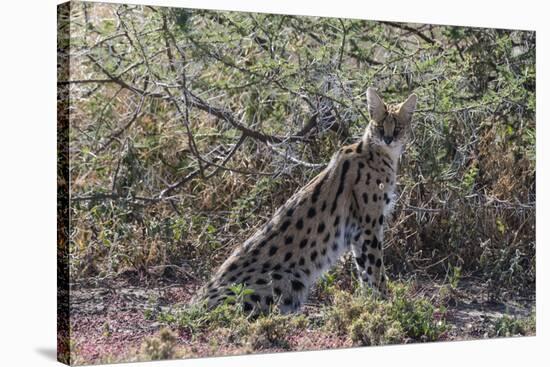 Serval (Leptailurus serval), Ndutu, Ngorongoro Conservation Area, Serengeti, Tanzania.-Sergio Pitamitz-Stretched Canvas