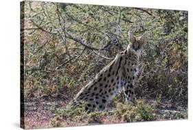 Serval (Leptailurus serval), Ndutu, Ngorongoro Conservation Area, Serengeti, Tanzania.-Sergio Pitamitz-Stretched Canvas