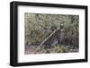 Serval (Leptailurus serval), Ndutu, Ngorongoro Conservation Area, Serengeti, Tanzania.-Sergio Pitamitz-Framed Photographic Print