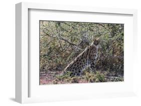 Serval (Leptailurus serval), Ndutu, Ngorongoro Conservation Area, Serengeti, Tanzania.-Sergio Pitamitz-Framed Photographic Print