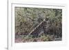 Serval (Leptailurus serval), Ndutu, Ngorongoro Conservation Area, Serengeti, Tanzania.-Sergio Pitamitz-Framed Photographic Print