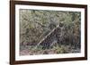 Serval (Leptailurus serval), Ndutu, Ngorongoro Conservation Area, Serengeti, Tanzania.-Sergio Pitamitz-Framed Photographic Print