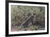 Serval (Leptailurus serval), Ndutu, Ngorongoro Conservation Area, Serengeti, Tanzania.-Sergio Pitamitz-Framed Photographic Print